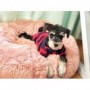 Cama para Cão e Gato de Pelúcia Macia Redonda a Melhor Caminha Confortável para Pets