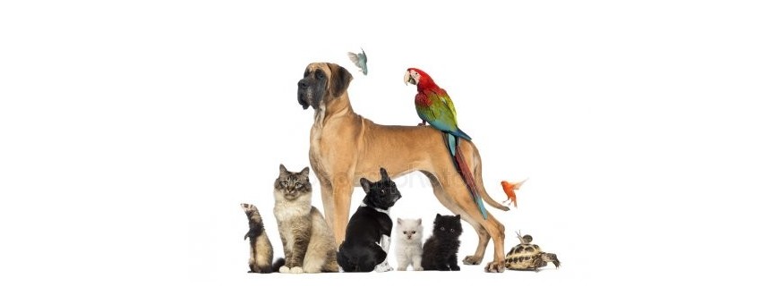 Pets