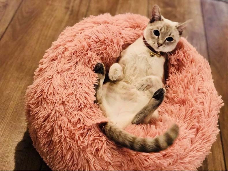 caminha-gatos