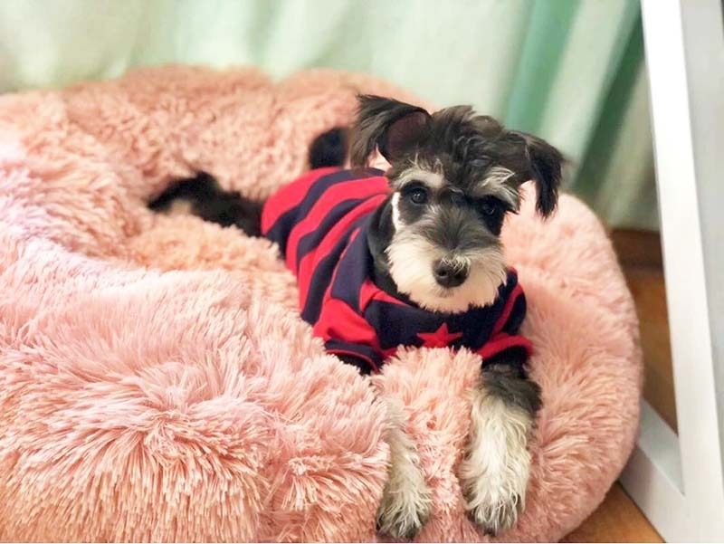 caminha-cachorro