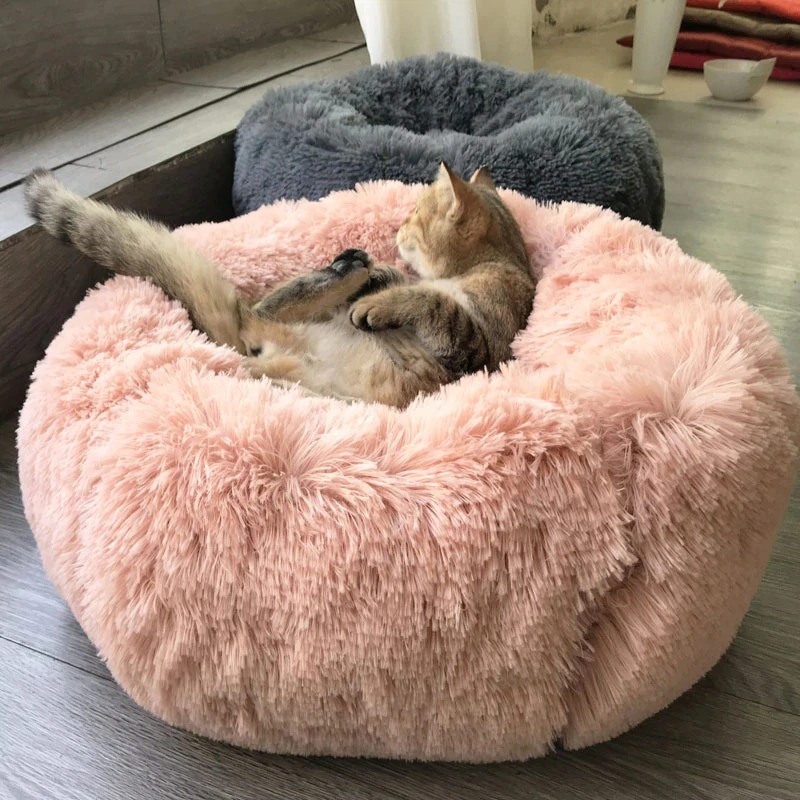 caminha-para-cao-e-gato