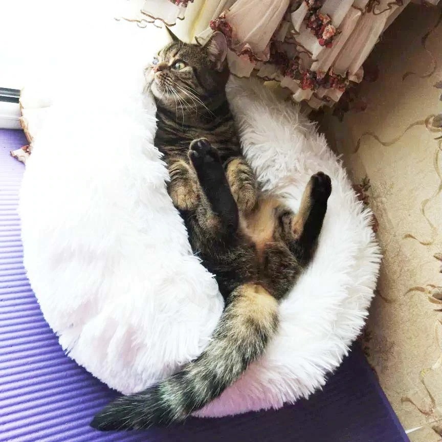 pets-cama-caminha