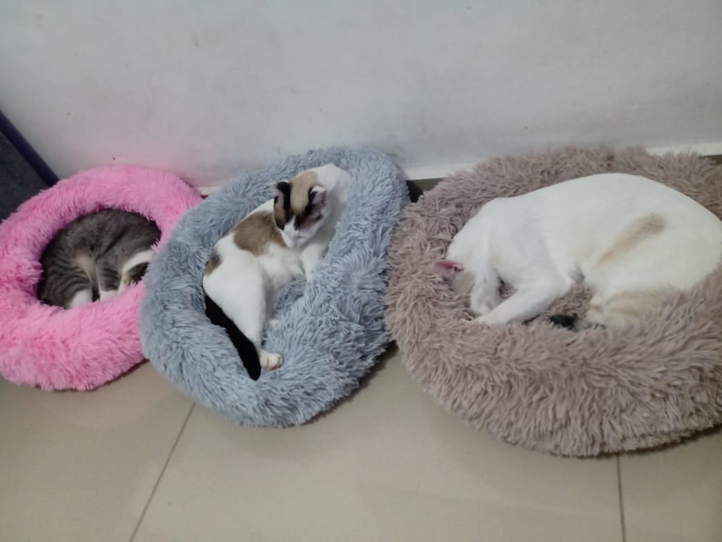 cama-gatos-caminha-pet-pelucia